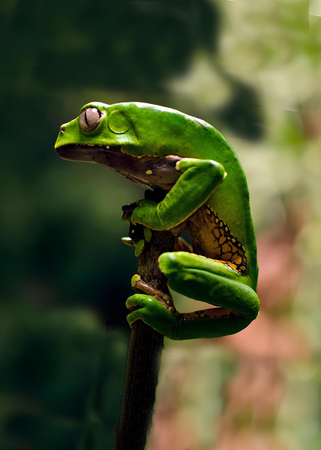 Grenouille verte associée au Kambo sur une branche