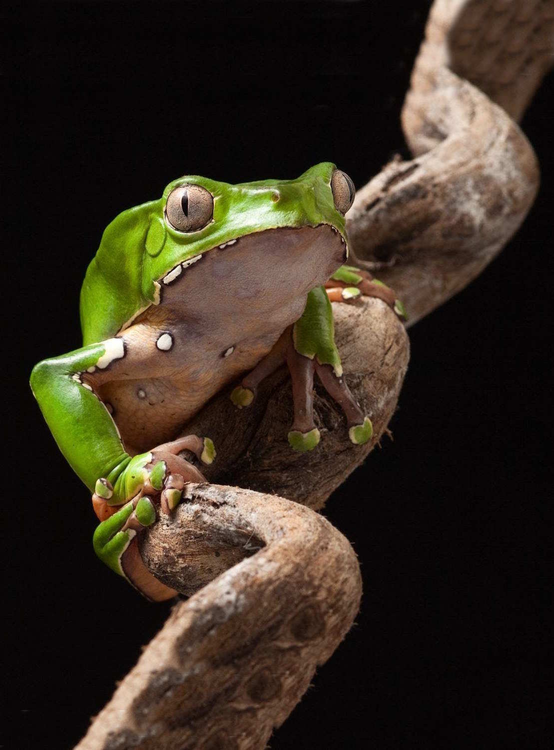 Gros plan d’une grenouille verte associée au Kambo